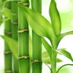 Εικόνα για Μαξιλάρι Ύπνου Bamboo 50x70cm